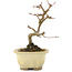 Acer buergerianum, 12,5 cm, ± 5 years old