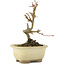 Acer buergerianum, 12,5 cm, ± 5 years old