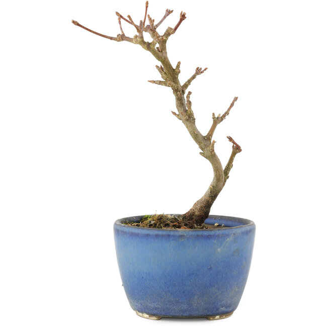 Acer buergerianum, 13,5 cm, ± 5 years old