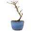 Acer buergerianum, 13,5 cm, ± 5 ans