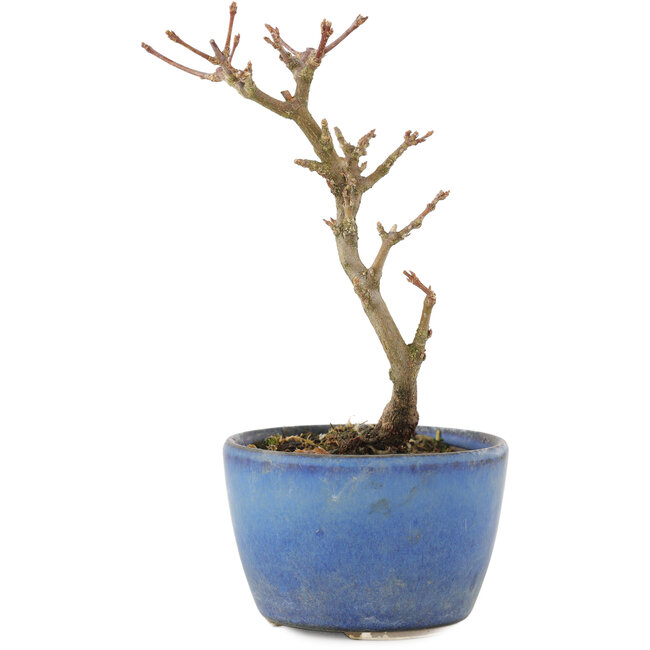 Acer buergerianum, 13,5 cm, ± 5 años
