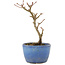 Acer buergerianum, 13,5 cm, ± 5 ans