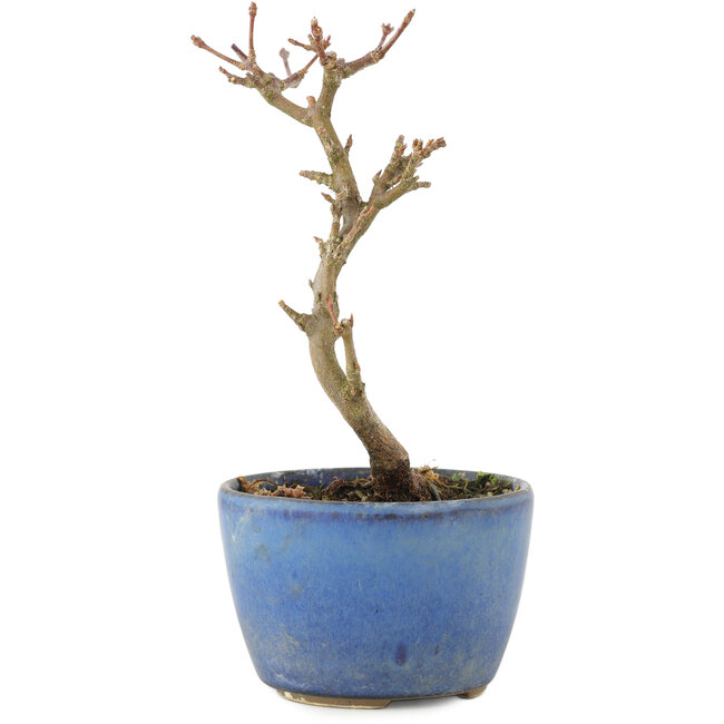 Acer buergerianum, 13,5 cm, ± 5 years old