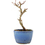 Acer buergerianum, 13,5 cm, ± 5 ans