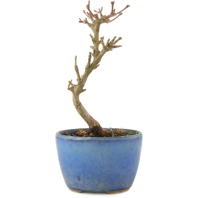 Acer buergerianum, 13,5 cm, ± 5 years old