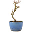 Acer buergerianum, 13,5 cm, ± 5 ans