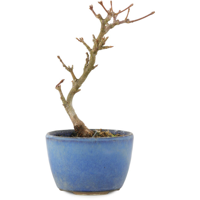 Acer buergerianum, 13,5 cm, ± 5 ans