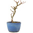 Acer buergerianum, 13,5 cm, ± 5 ans