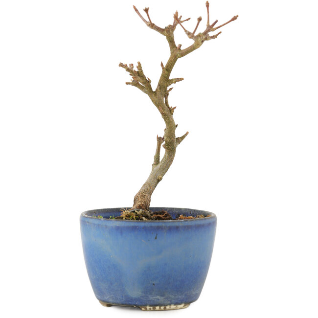 Acer buergerianum, 13,5 cm, ± 5 Jahre alt