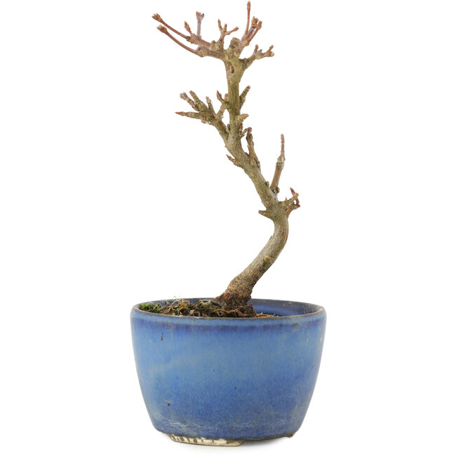 Acer buergerianum, 13,5 cm, ± 5 Jahre alt