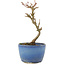 Acer buergerianum, 13,5 cm, ± 5 ans