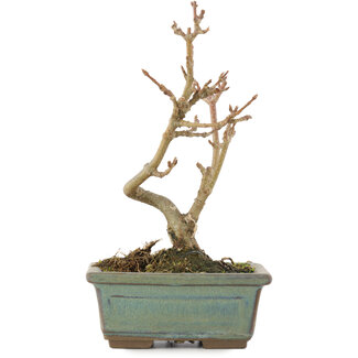 Acer buergerianum, 13,5 cm, ± 5 anni