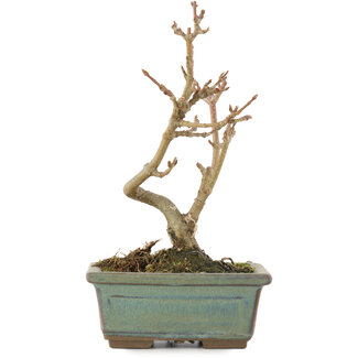 Acer buergerianum, 13,5 cm, ± 5 Jahre alt