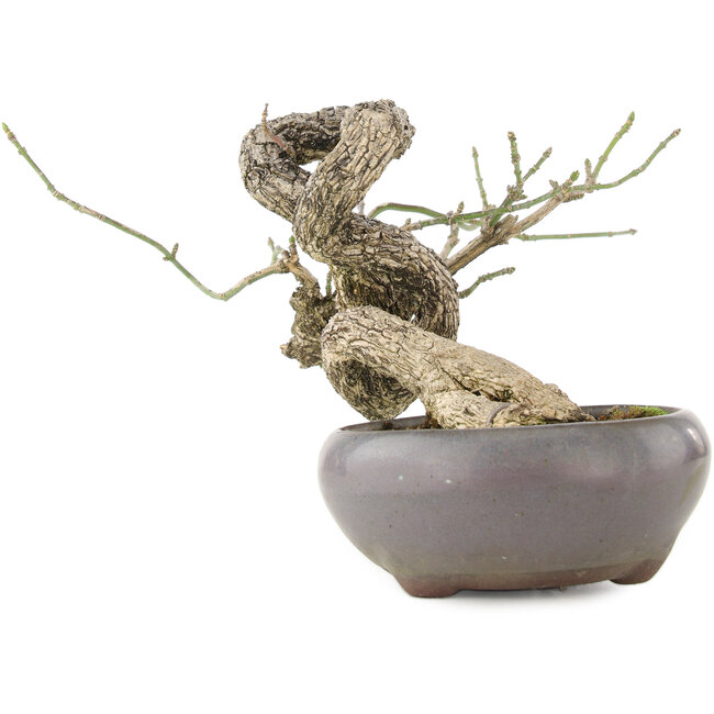 Euonymus alatus, 11 cm, ± 25 Jahre alt