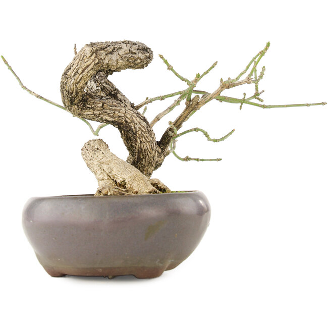 Euonymus alatus, 11 cm, ± 25 años