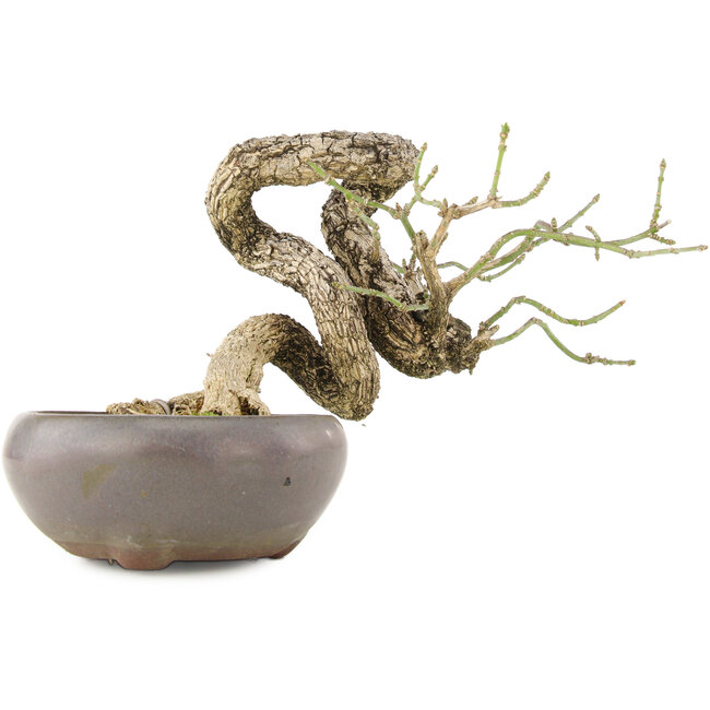 Euonymus alatus, 11 cm, ± 25 Jahre alt