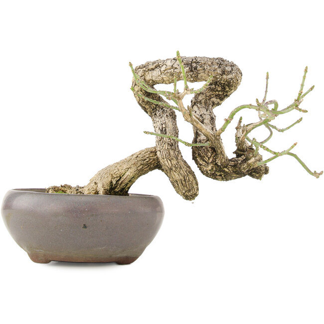 Euonymus alatus, 11 cm, ± 25 anni