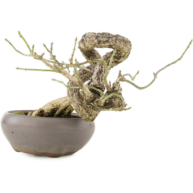 Euonymus alatus, 11 cm, ± 25 jaar oud