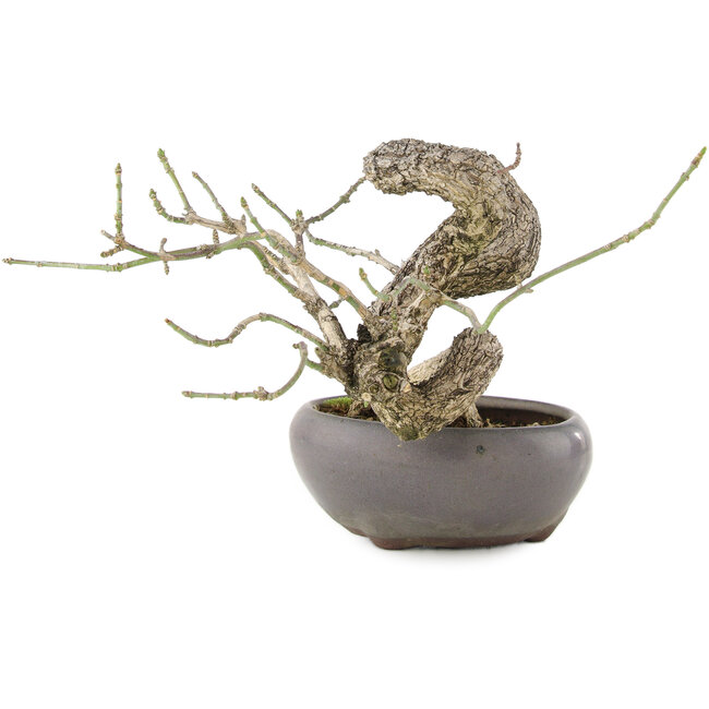 Euonymus alatus, 11 cm, ± 25 Jahre alt