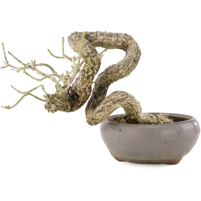 Euonymus alatus, 11 cm, ± 25 anni