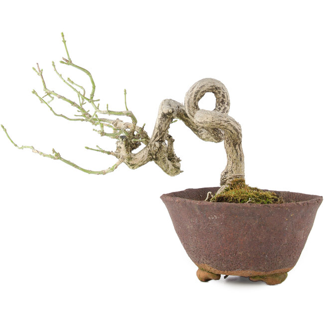 Euonymus alatus, 17,5 cm, ± 25 Jahre alt