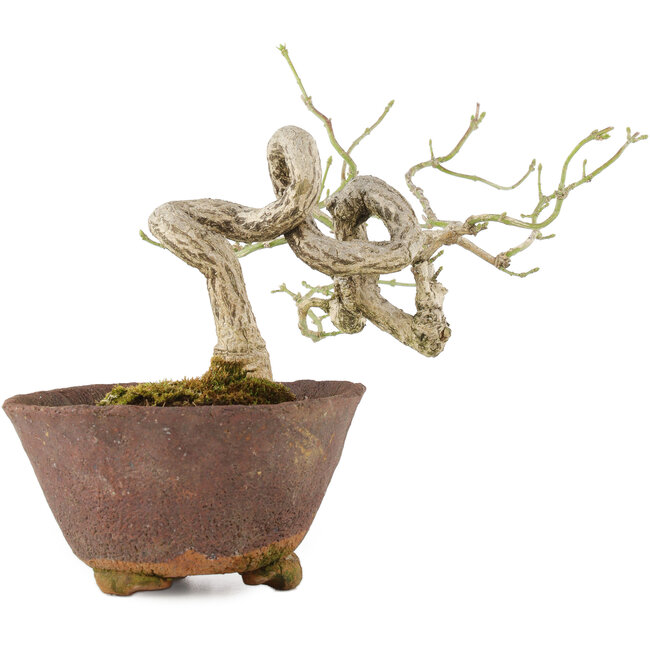 Euonymus alatus, 17,5 cm, ± 25 jaar oud