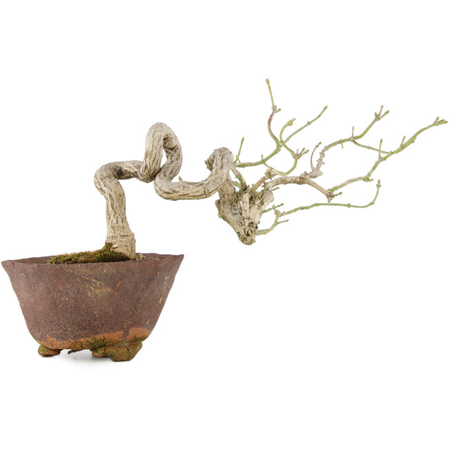 Euonymus alatus, 17,5 cm, ± 25 Jahre alt