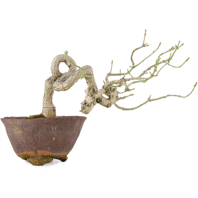 Euonymus alatus, 17,5 cm, ± 25 anni