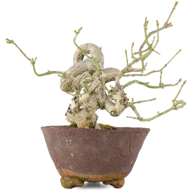 Euonymus alatus, 17,5 cm, ± 25 anni