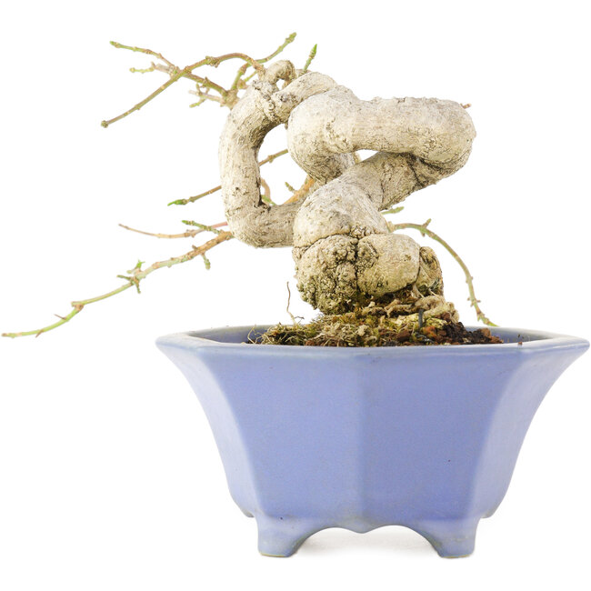 Euonymus alatus, 13 cm, ± 25 jaar oud, in een handgemaakte Japanse pot van Shozan