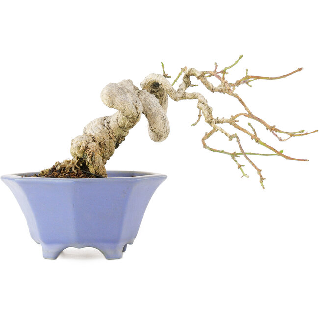 Euonymus alatus, 13 cm, ± 25 años, en una maceta japonesa hecha a mano por Shozan