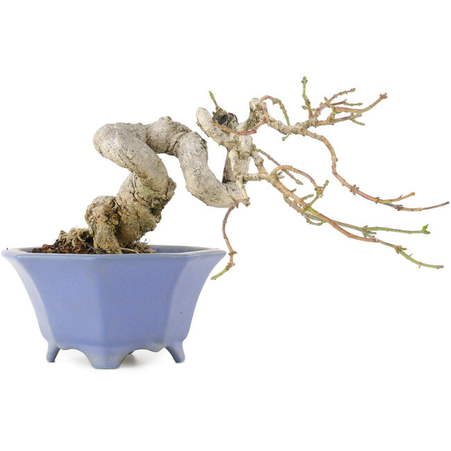 Euonymus alatus, 13 cm, ± 25 Jahre alt, in einem handgefertigten japanischen Topf von Shozan