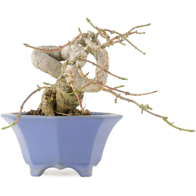 Euonymus alatus, 13 cm, ± 25 Jahre alt, in einem handgefertigten japanischen Topf von Shozan