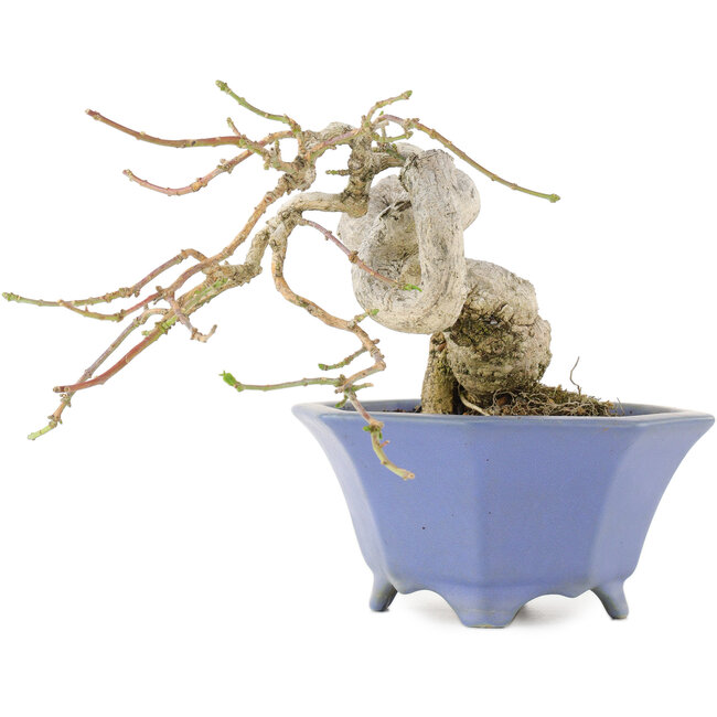 Euonymus alatus, 13 cm, ± 25 anni, in un vaso giapponese fatto a mano da Shozan