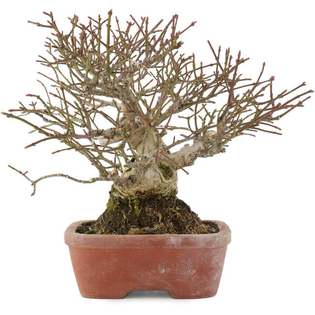 Euonymus alatus, 17,5 cm, ± 30 jaar oud