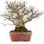 Euonymus alatus, 17,5 cm, ± 30 years old