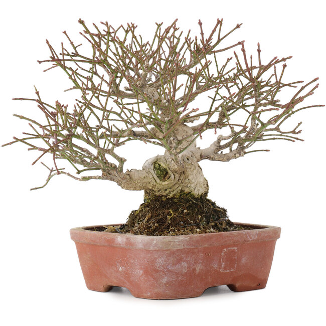 Euonymus alatus, 17,5 cm, ± 30 anni