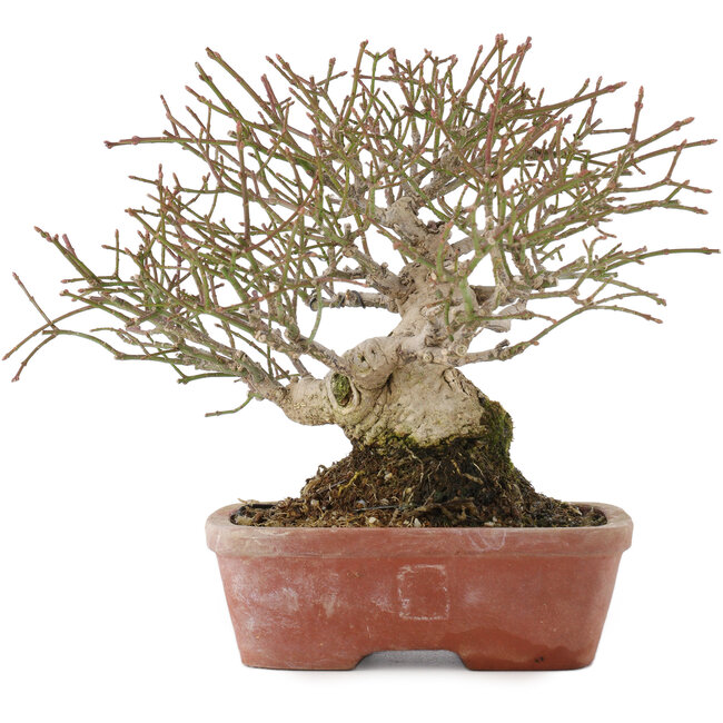 Euonymus alatus, 17,5 cm, ± 30 años