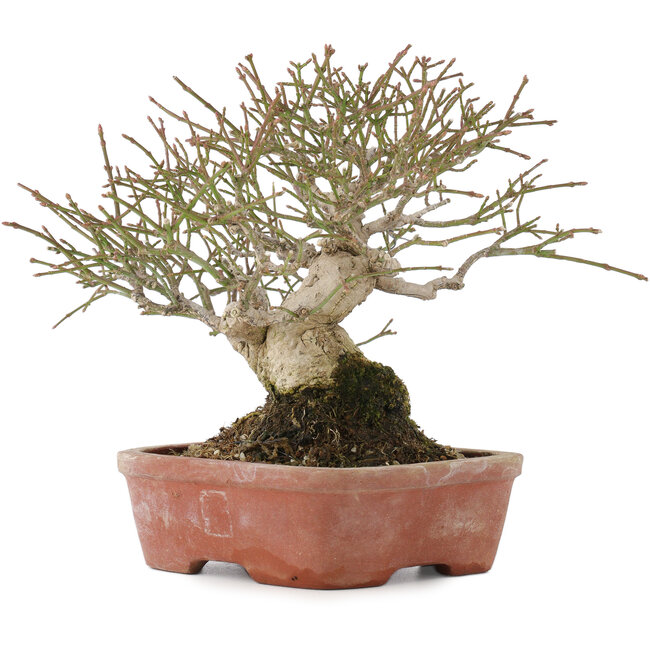 Euonymus alatus, 17,5 cm, ± 30 anni