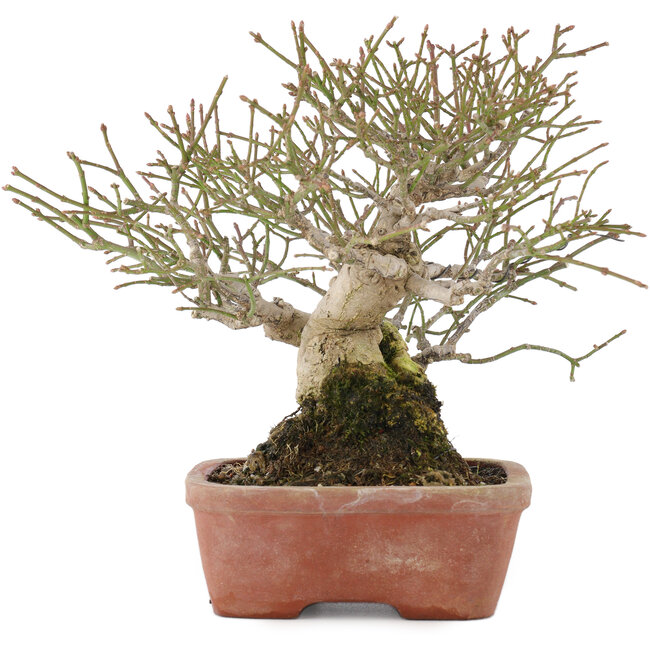 Euonymus alatus, 17,5 cm, ± 30 anni