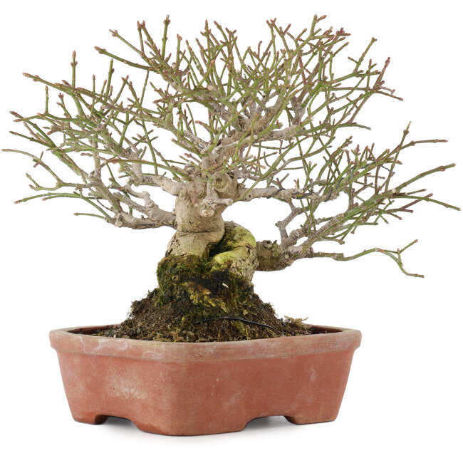 Euonymus alatus, 17,5 cm, ± 30 anni