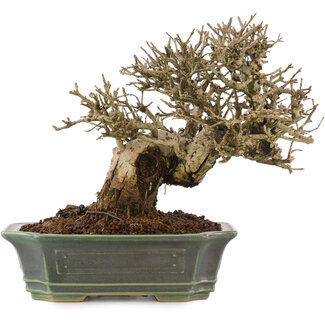 Ligustrum, 16,5 cm, ± 20 jaar oud