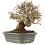 Ligustrum, 16,5 cm, ± 20 Jahre alt