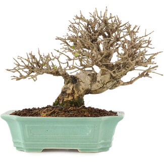 Ligustrum, 16,5 cm, ± 20 jaar oud