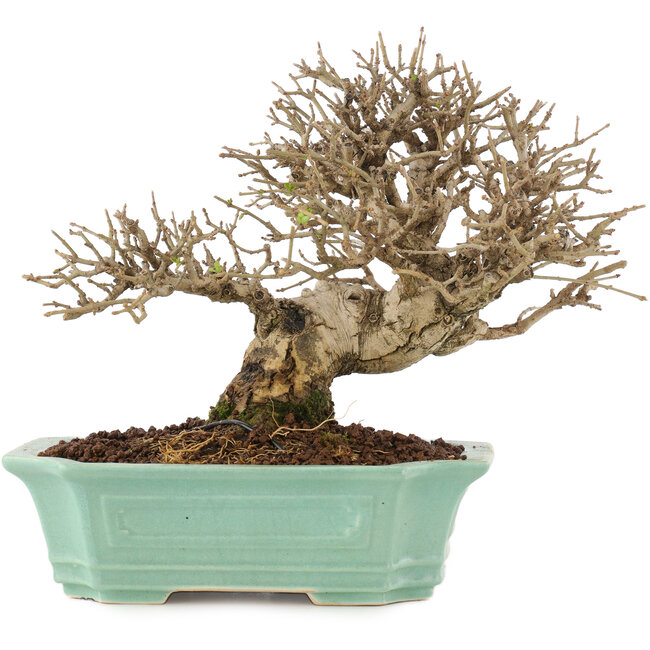 Ligustrum, 16,5 cm, ± 20 Jahre alt