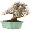 Ligustrum, 16,5 cm, ± 20 Jahre alt