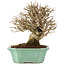 Ligustrum, 16,5 cm, ± 20 Jahre alt