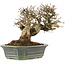 Ligustrum, 16,5 cm, ± 20 Jahre alt