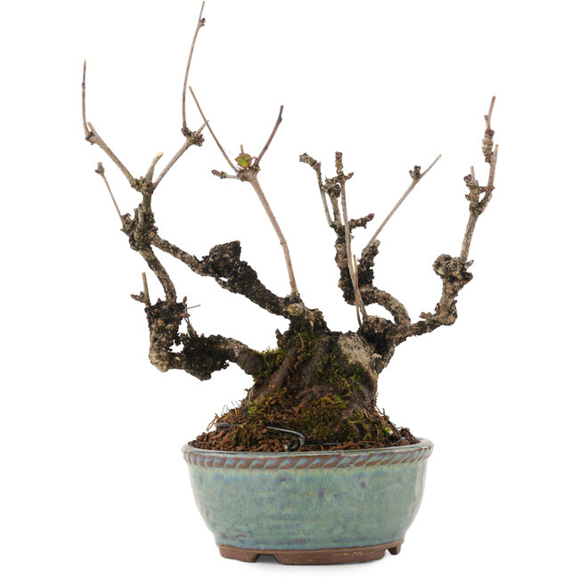 Akebia quinata, 21,5 cm, ± 25 ans