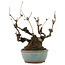 Akebia quinata, 21,5 cm, ± 25 ans